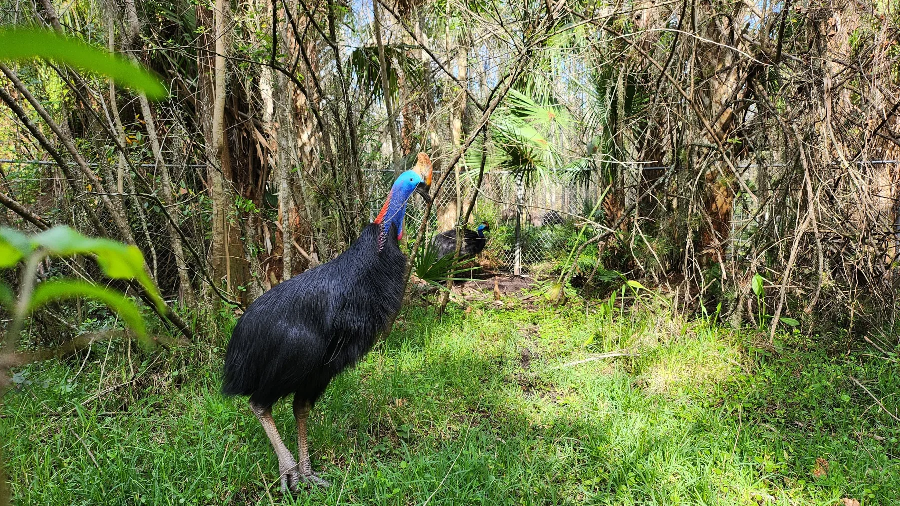 A Practical Investment in Safety at Cassowary Conservancy of North America
