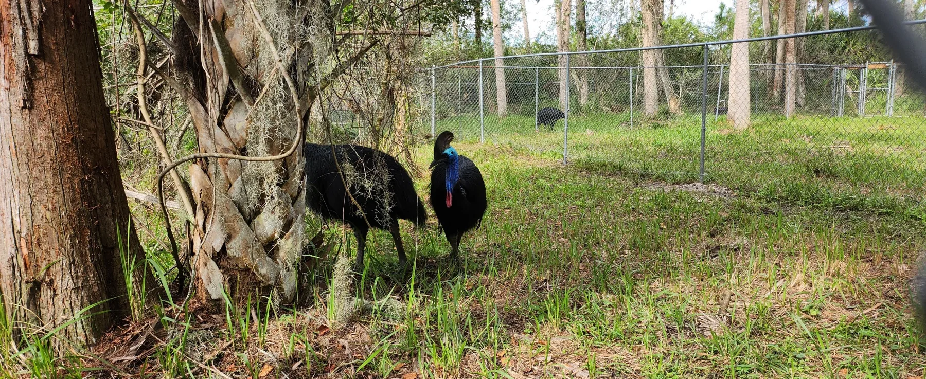 A Rare Educational Experience at Cassowary Conservancy of North America