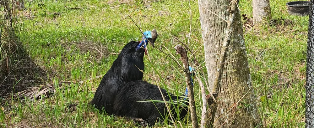 Why This Work Matters at Cassowary Conservancy of North America