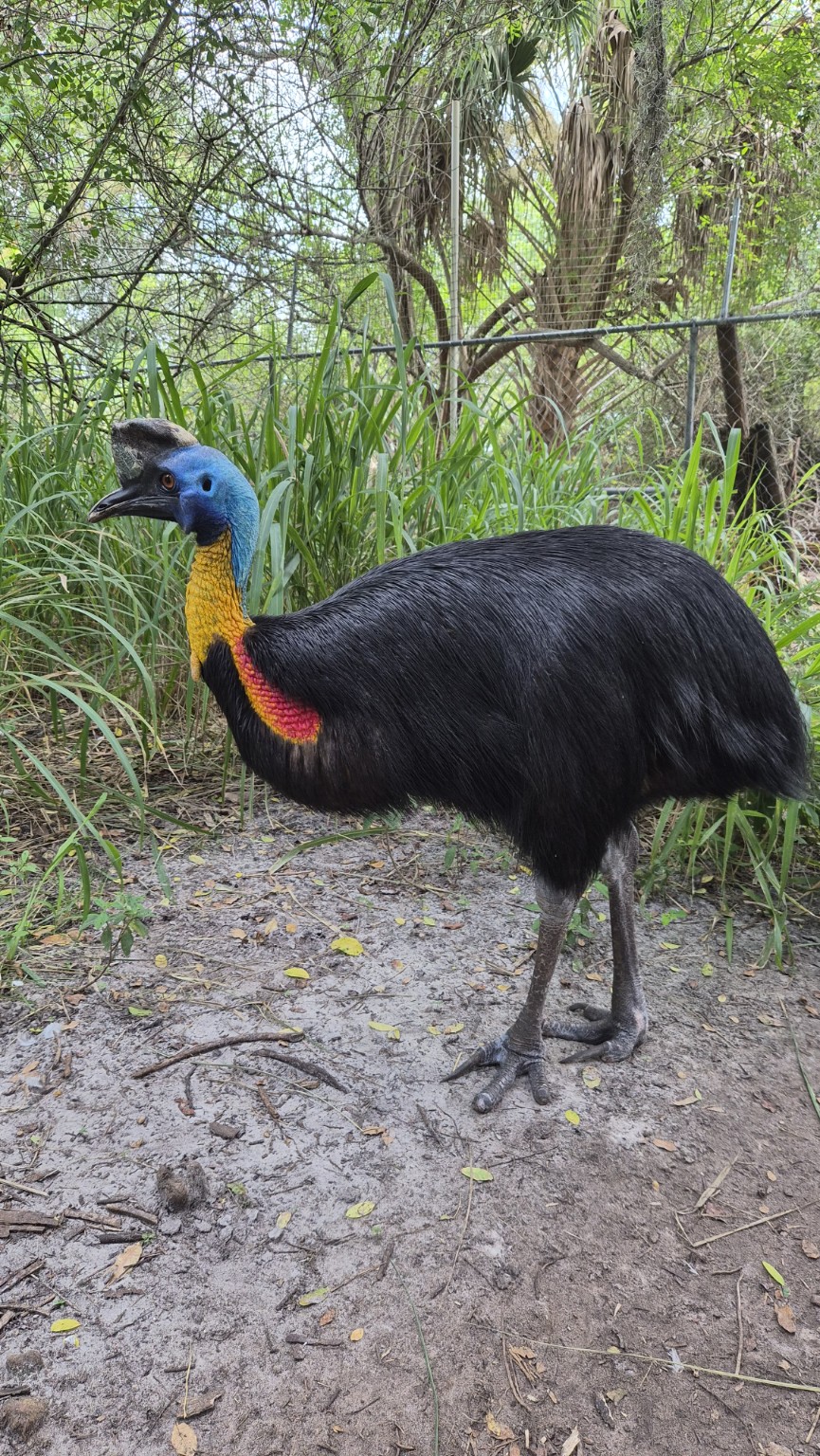 Cassowary at CCNA