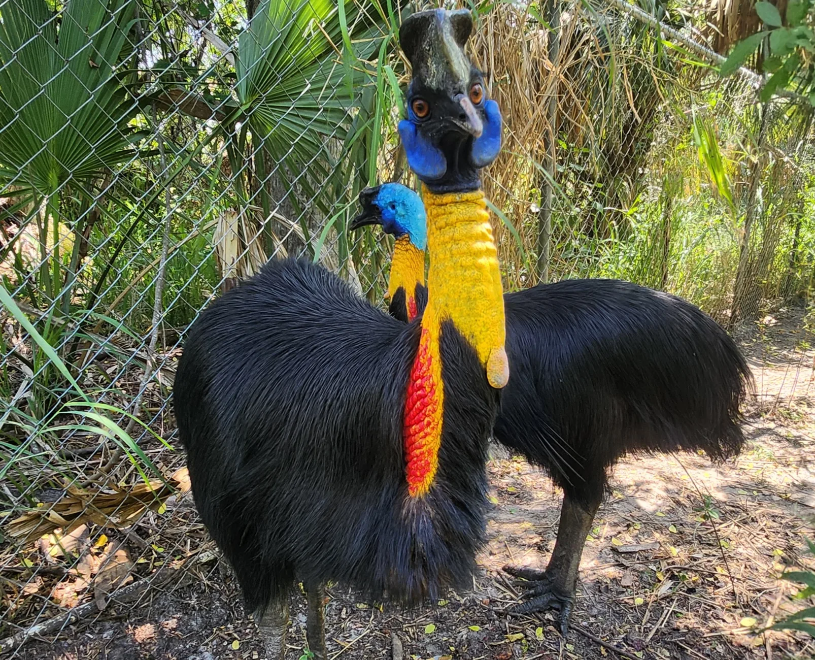Northern Cassowaries at CCNA