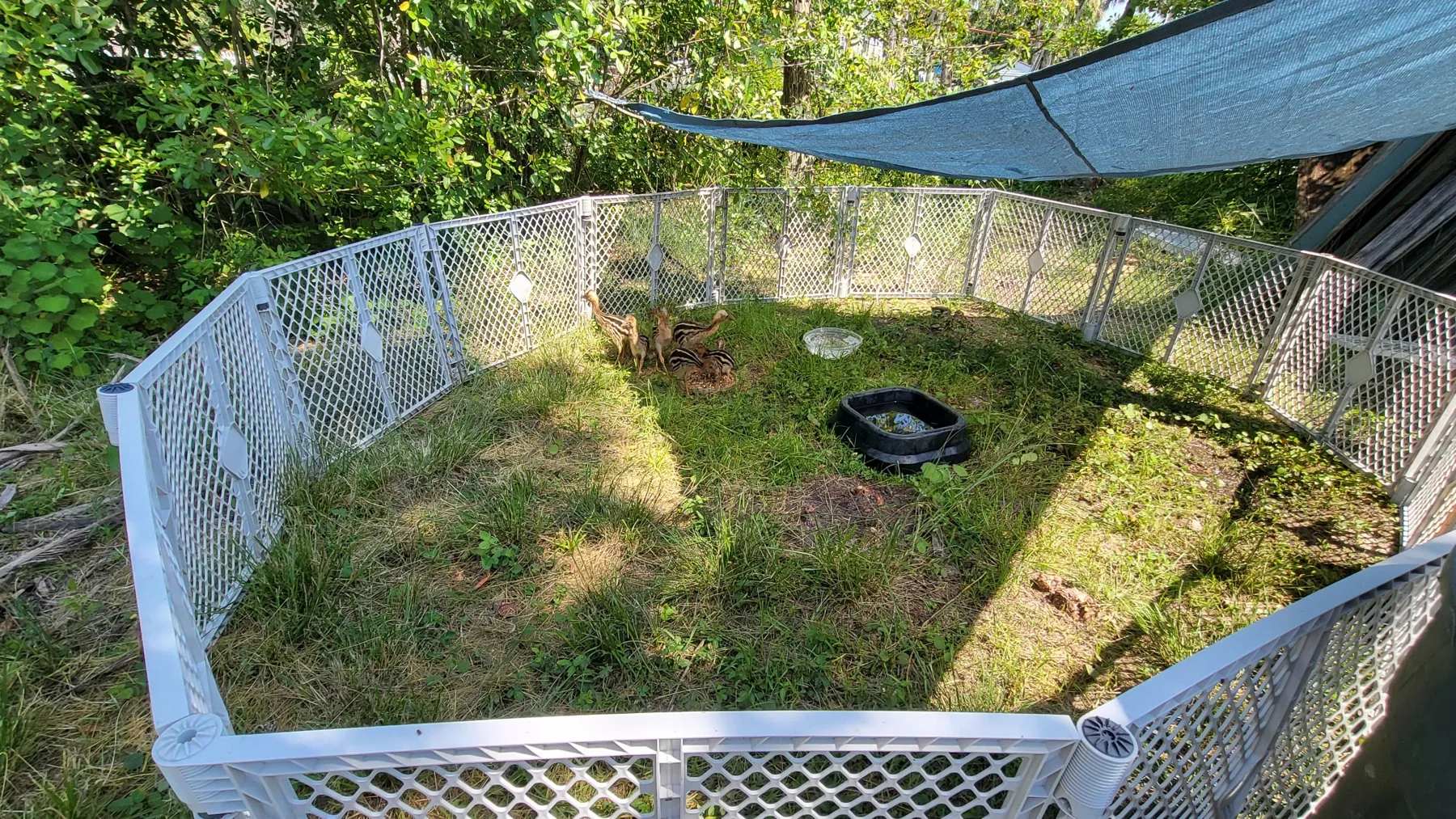 Other Ways to Help at Cassowary Conservancy of North America