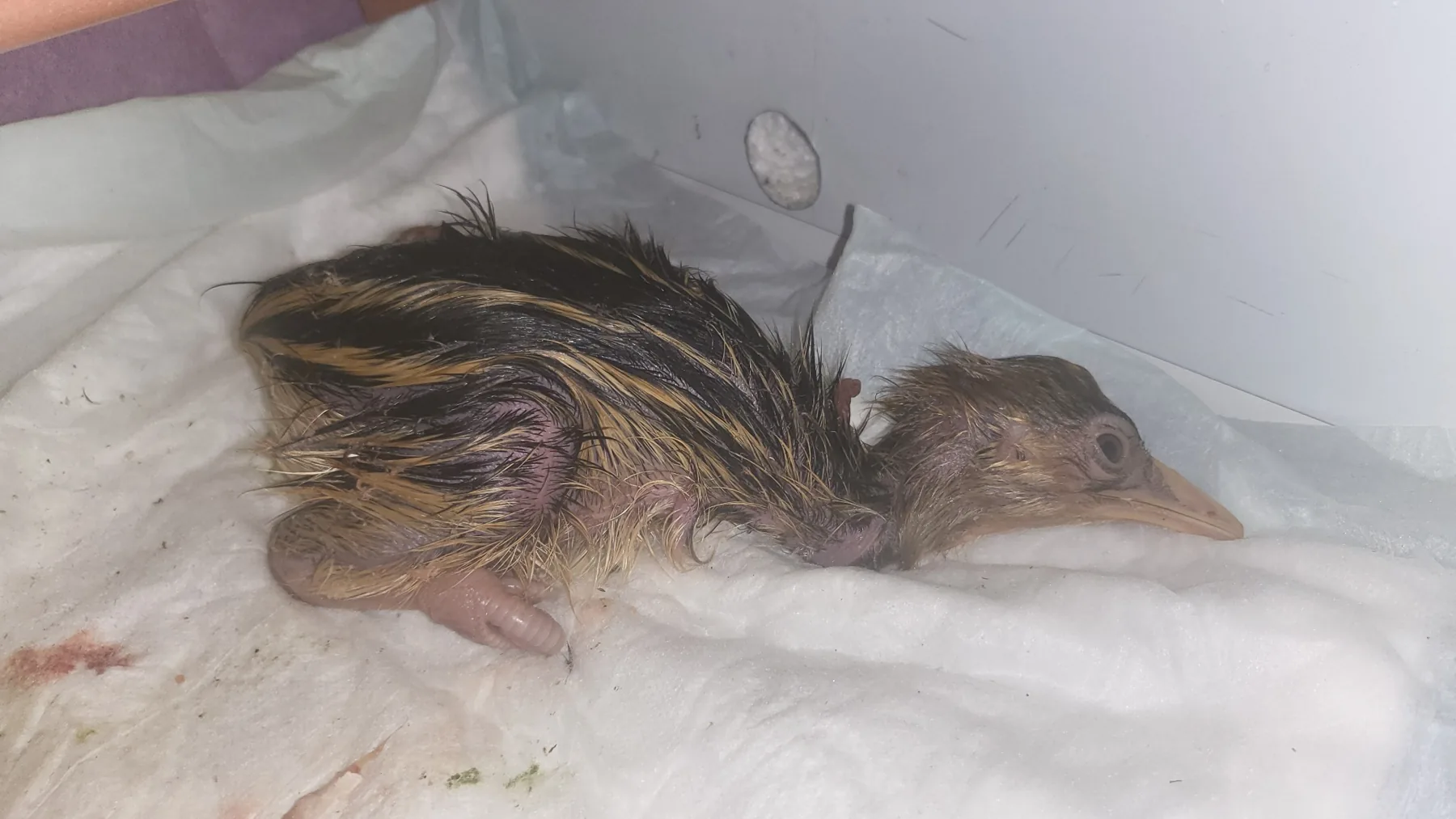 Responsible Managed-Care Conservation at Cassowary Conservancy of North America