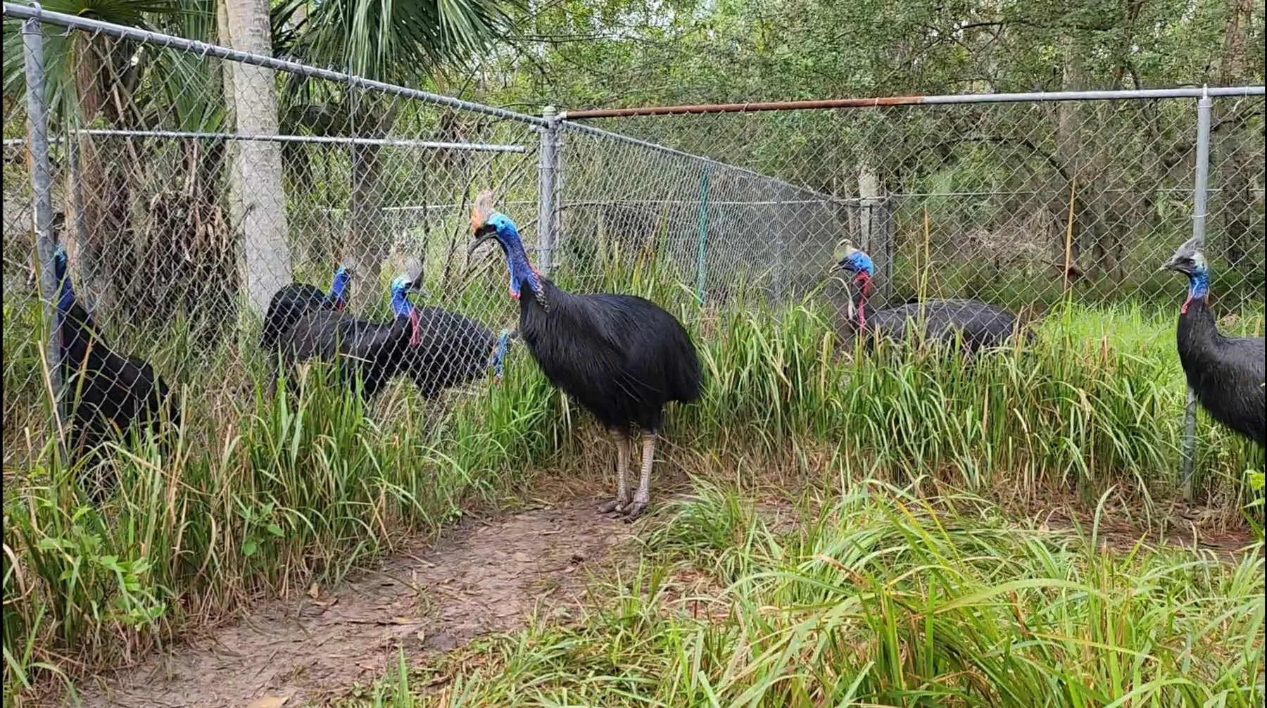 Southern Cassowaries at CCNA